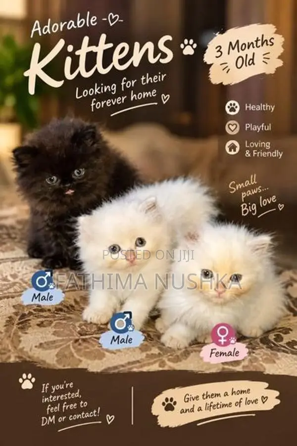 Persian Cats