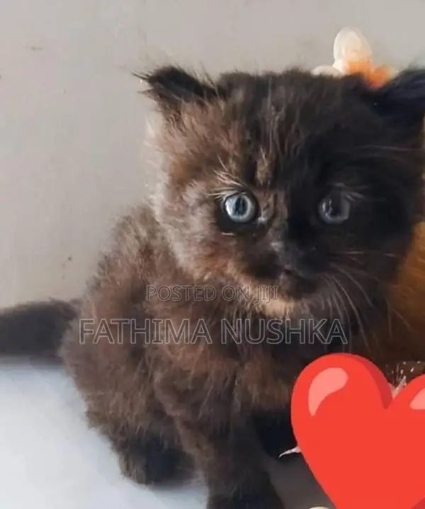 Persian Cats