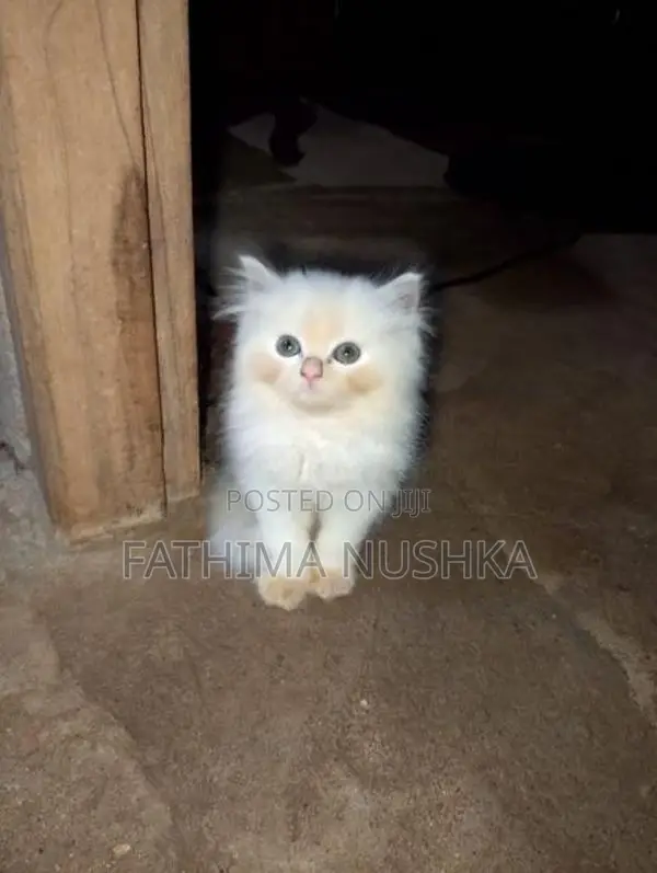 Persian Cats