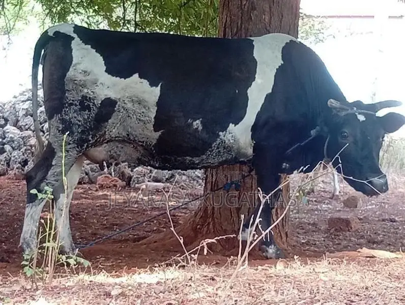 Milk Cow