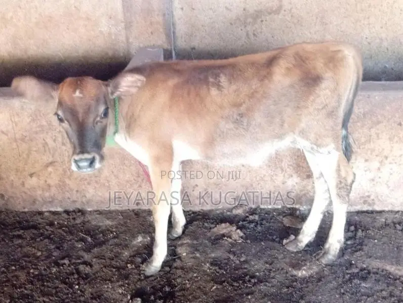 Milk Cow