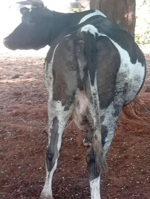 Milk Cow