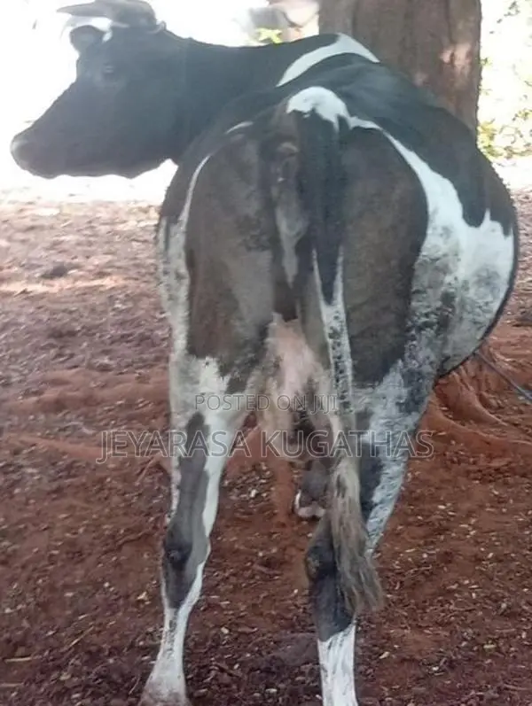 Milk Cow