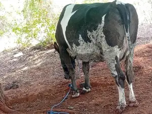 Milk Cow
