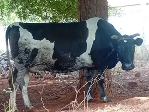 Milk Cow
