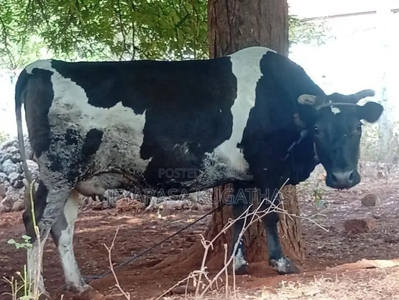 Milk Cow