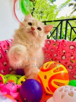Persian Kitten