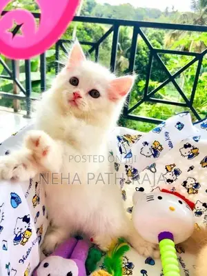 Persian Kitten
