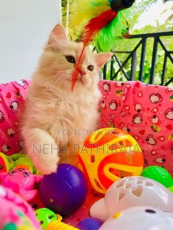 Persian Kitten