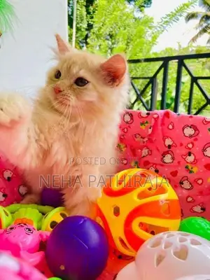 Persian Kitten