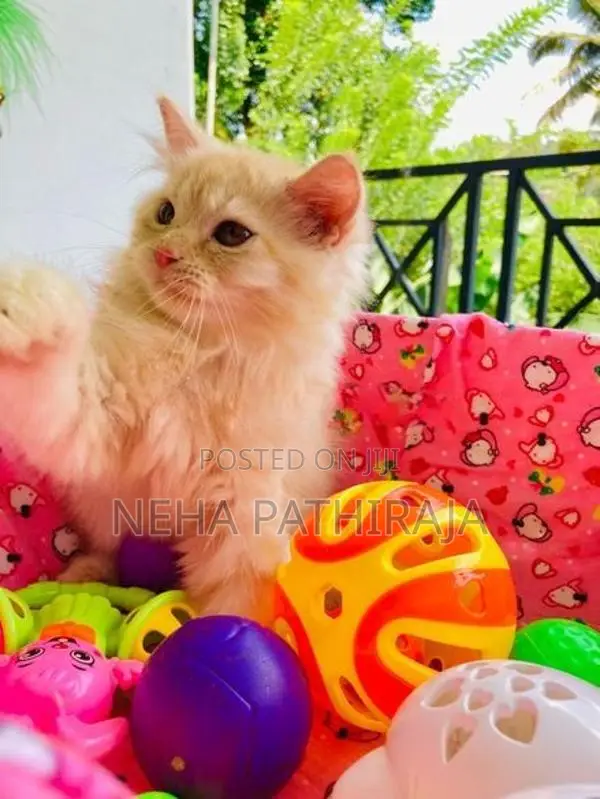 Persian Kitten