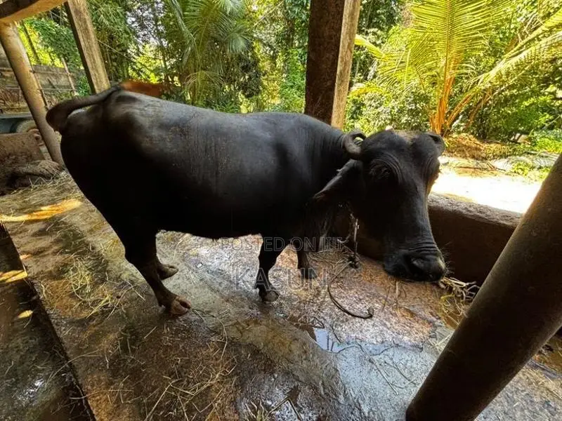 මී දෙනුන්