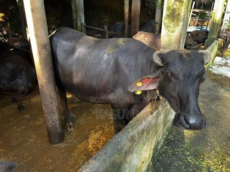 මී දෙනුන්