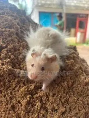 Syrian Long Hair Hamsters -4