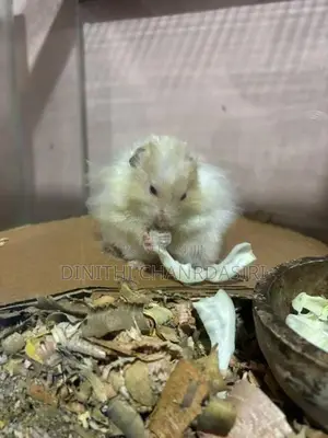Syrian Long Hair Hamsters -4