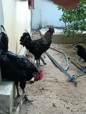 Farm Hens