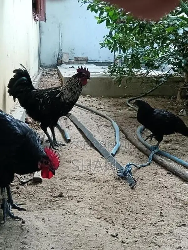 Farm Hens