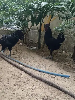 Farm Hens