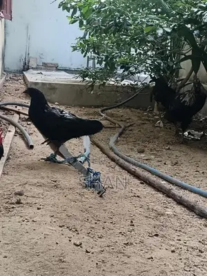 Farm Hens