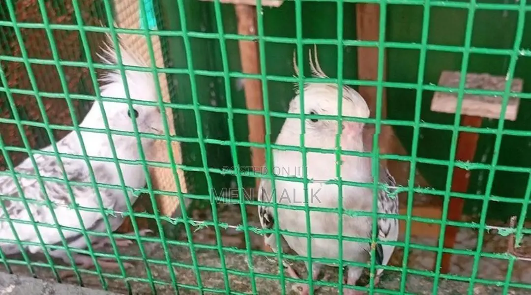 Cockatiel With Cage