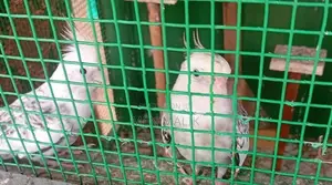 Cockatiel With Cage