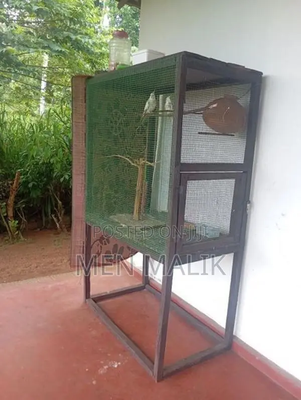 Cockatiel With Cage