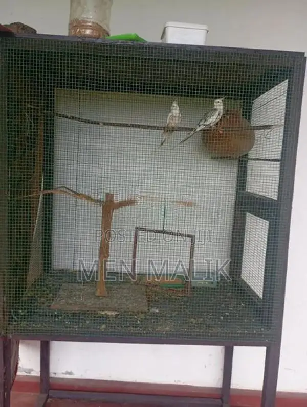 Cockatiel With Cage