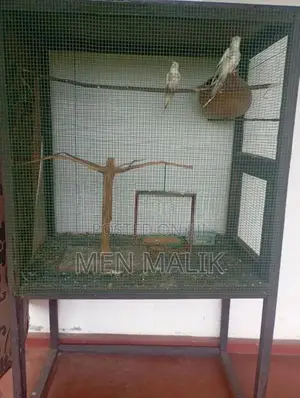 Cockatiel With Cage