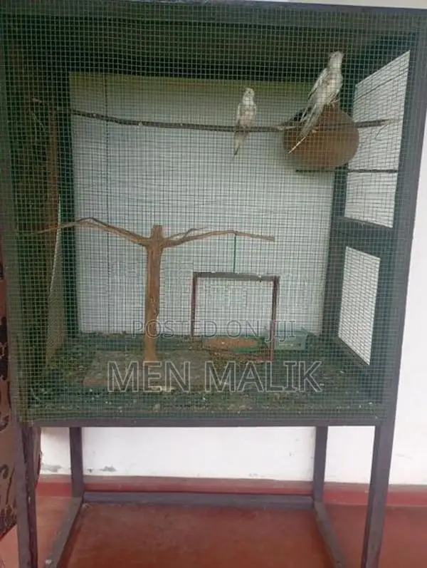 Cockatiel With Cage