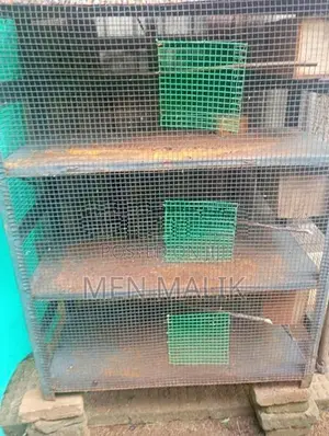 Cockatiel With Cage