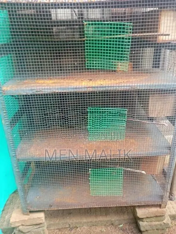 Cockatiel With Cage