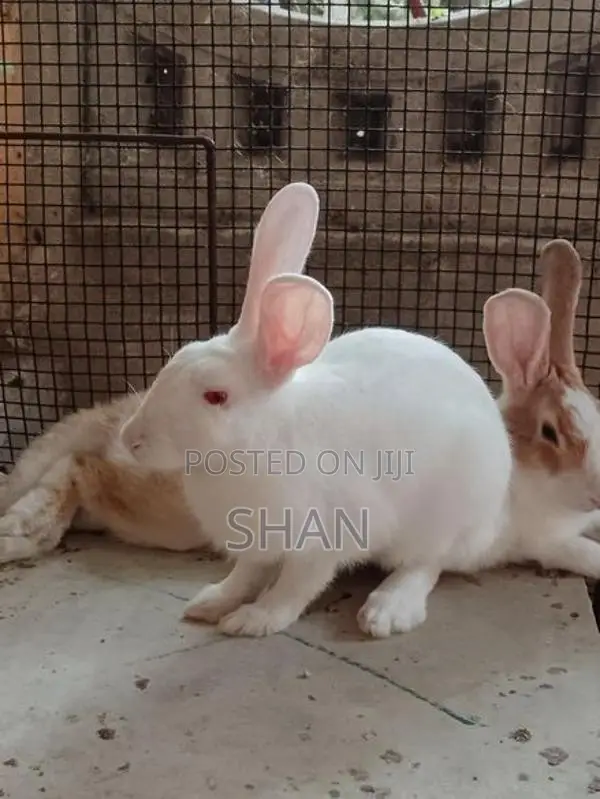 ஆண் முயல்