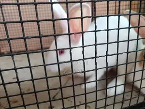 ஆண் முயல்