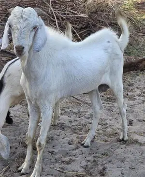 Jamunapari Male Goat ( கடா ஆடு )