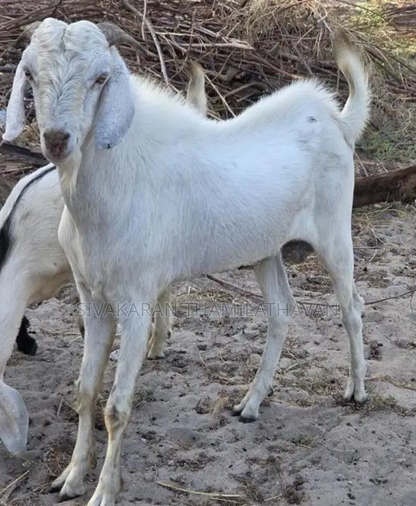Jamunapari Male Goat ( கடா ஆடு )