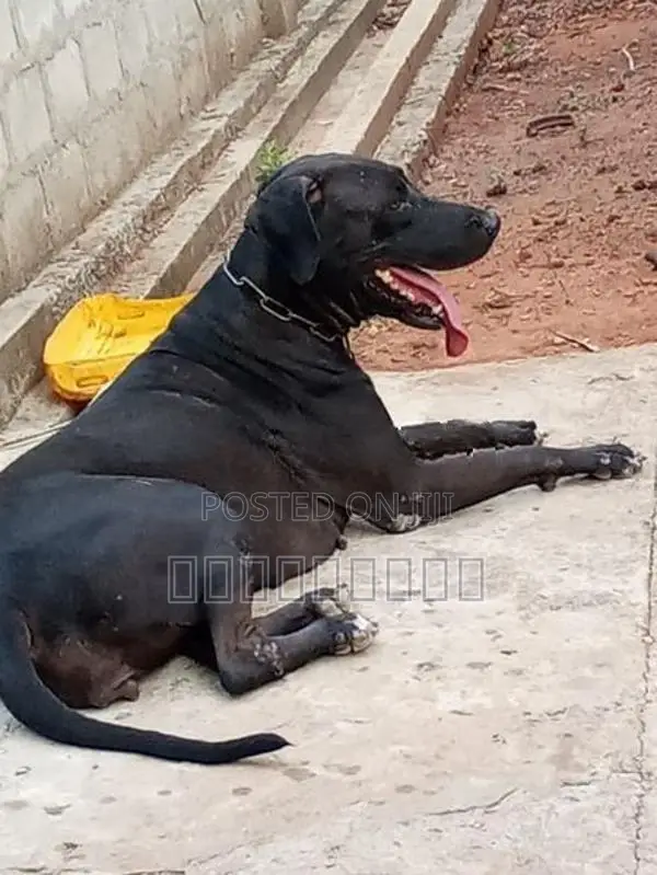 Great Dane Female