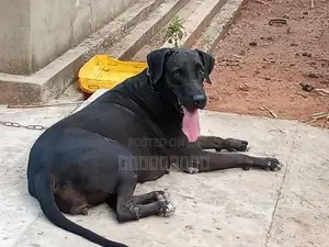Great Dane Female