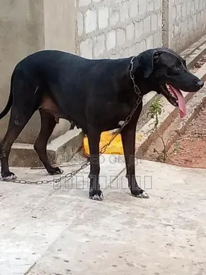 Great Dane Female