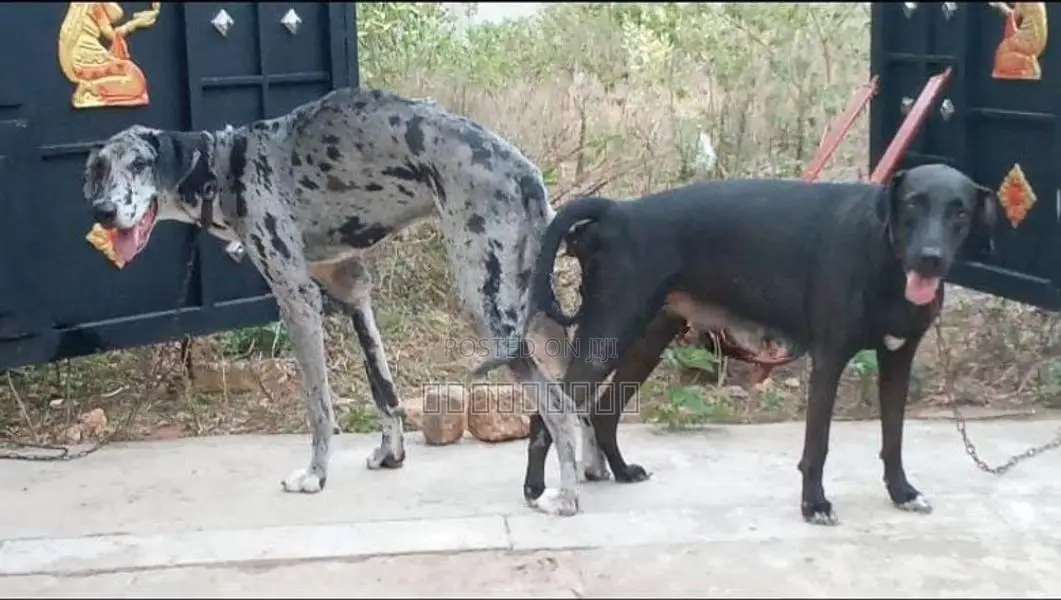 Great Dane Female