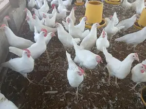 White Leghorn