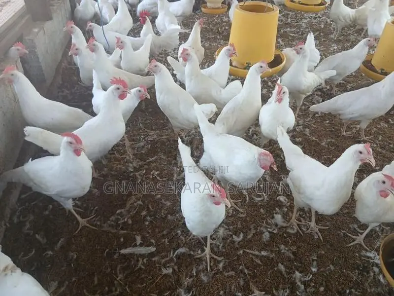 White Leghorn
