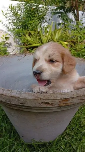 Cocker Spaniel