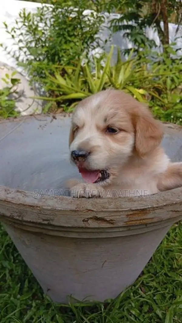 Cocker Spaniel