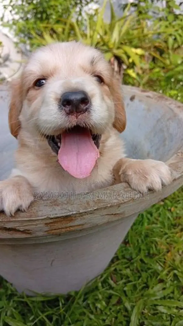 Cocker Spaniel