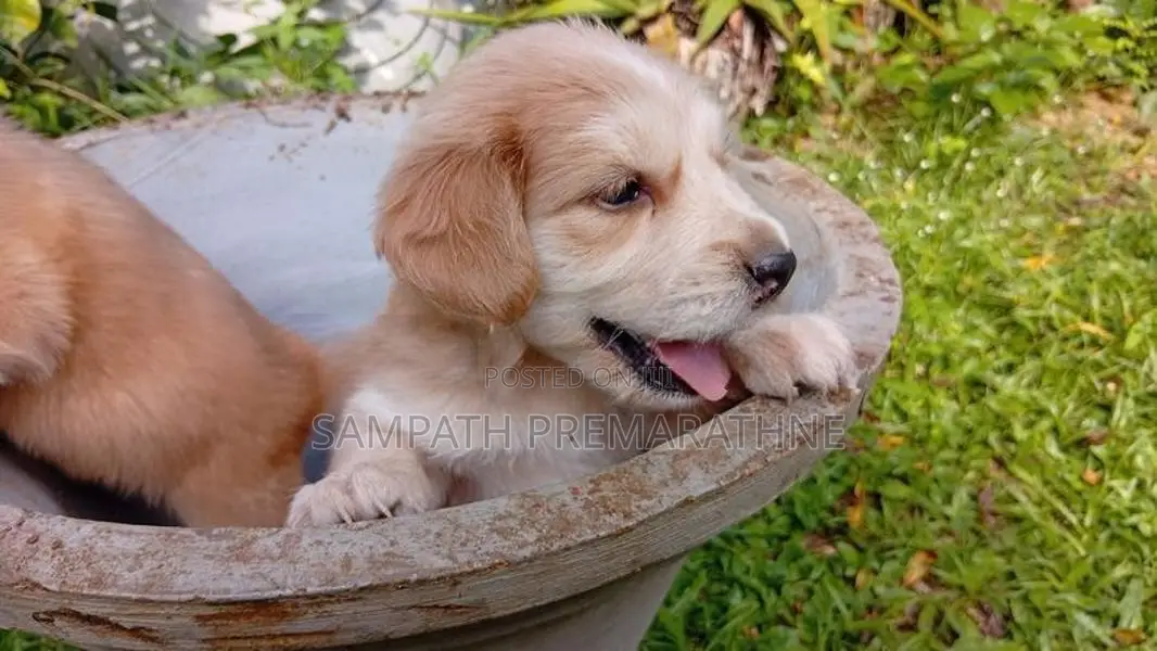 Cocker Spaniel