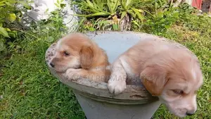 Cocker Spaniel