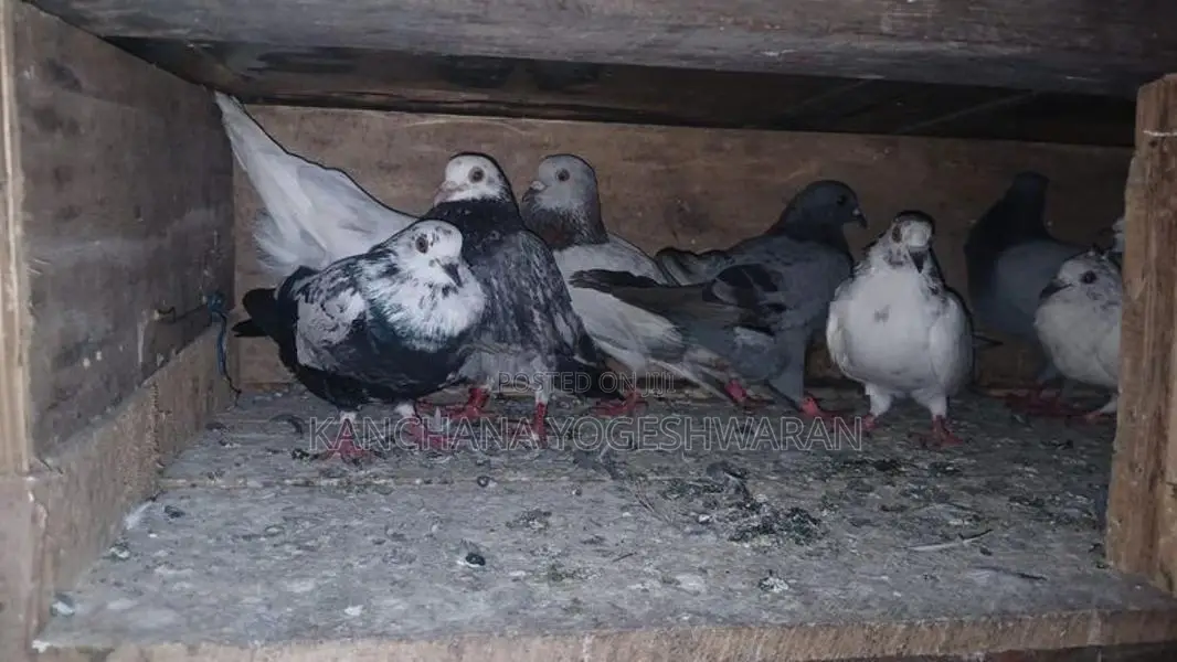 Pigeons