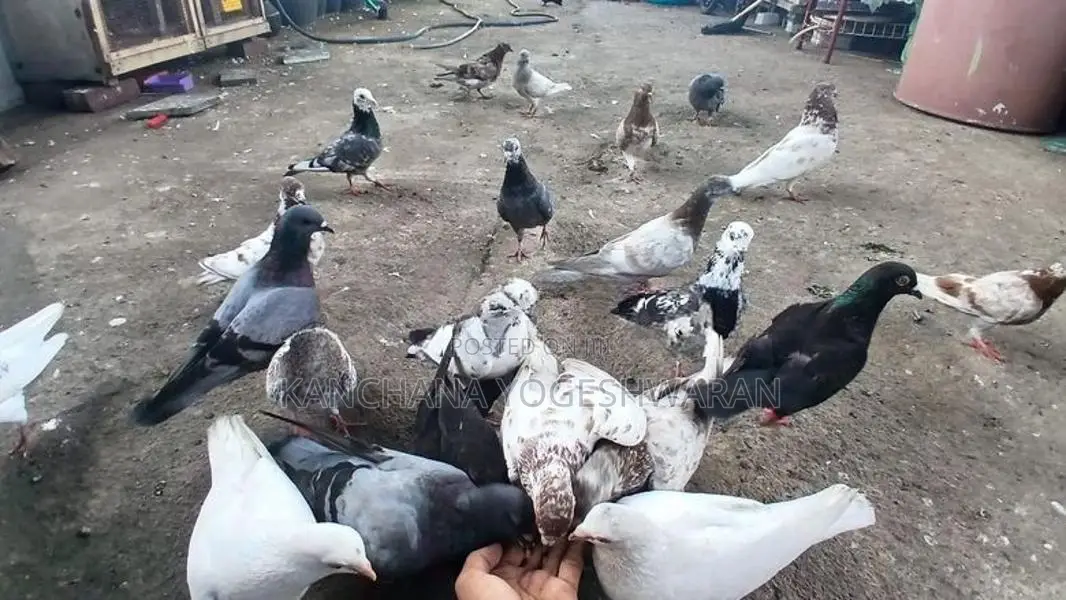 Pigeons