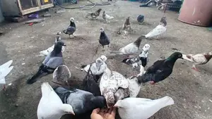Pigeons