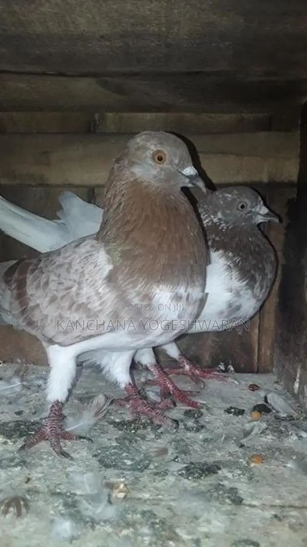 Pigeons
